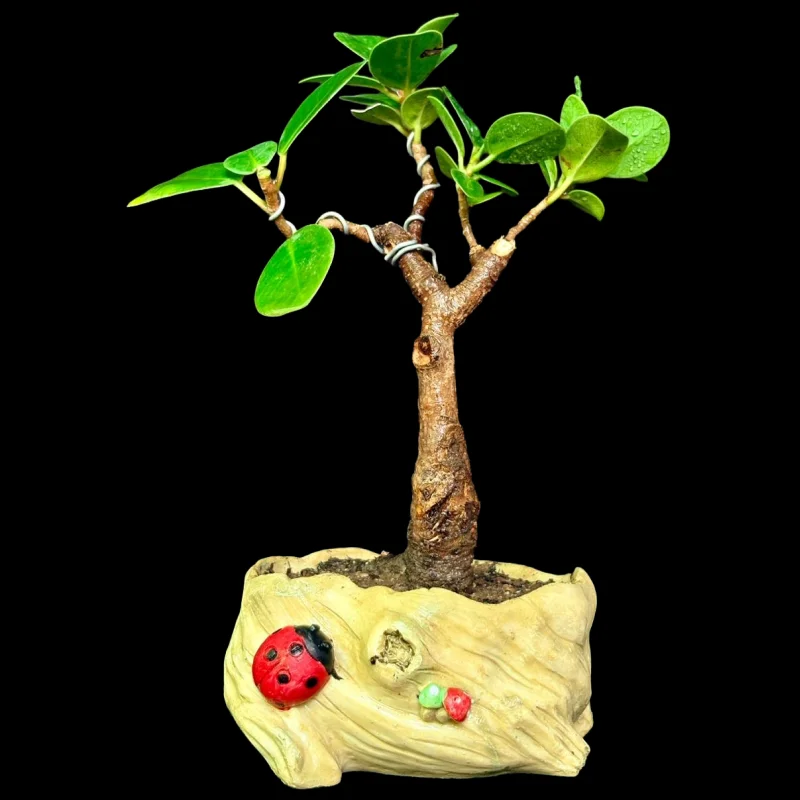 FICUS GREEN ICELAND